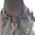 Elephant Tongue Elephant Facts