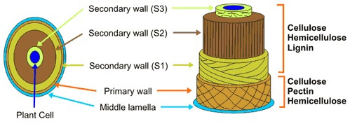 Differences between primary and secondary cell wall in ...