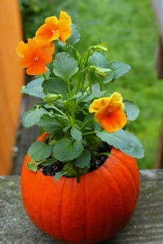 Orange Pansy planted in a small pumpkin decoration for a porch, table, or steps.
