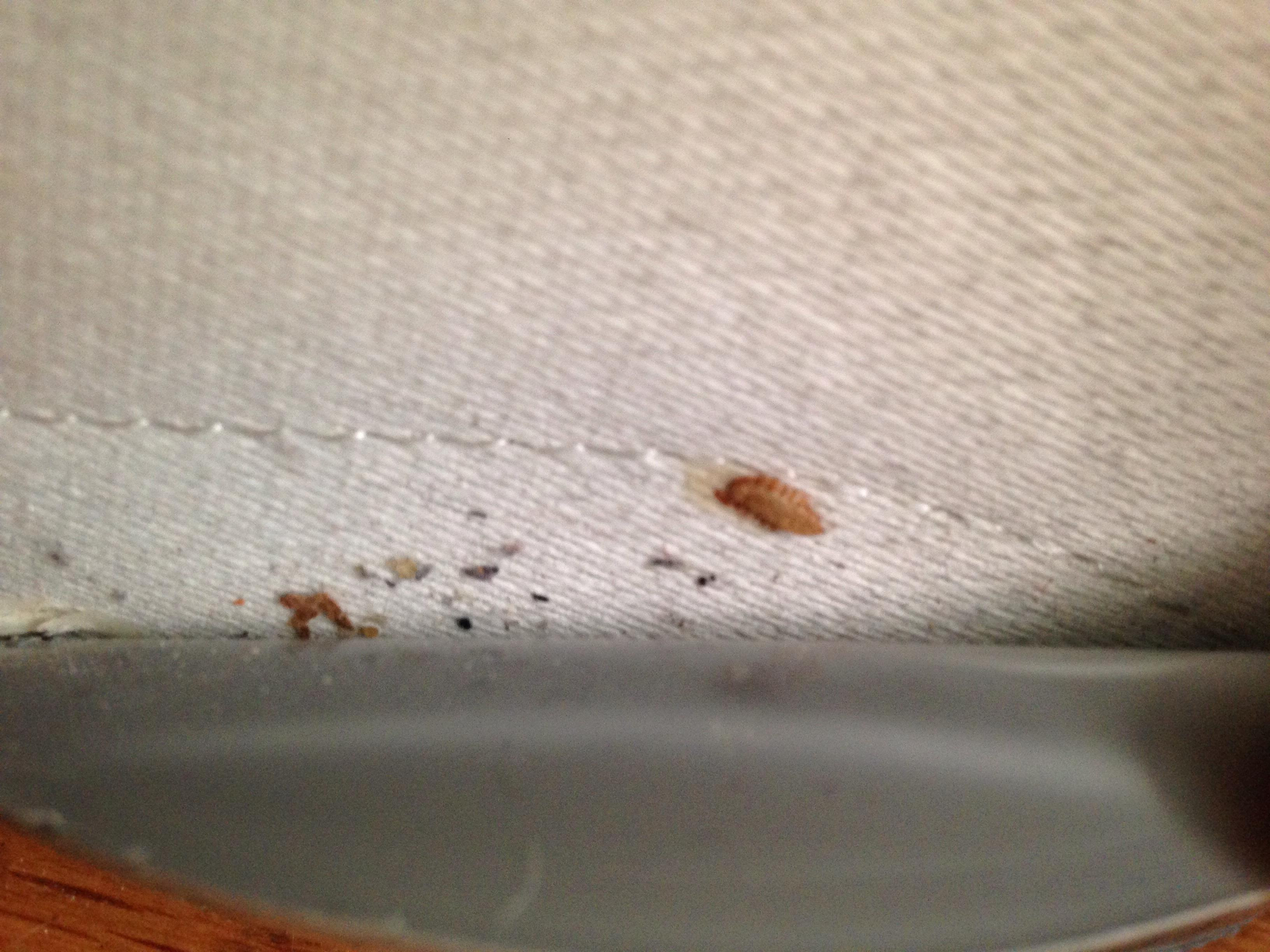 Carpet Beetle Larvae Vs Bed Bugs Carpet beetle cast or bedbug?