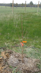 amherst - orchard trees - 3