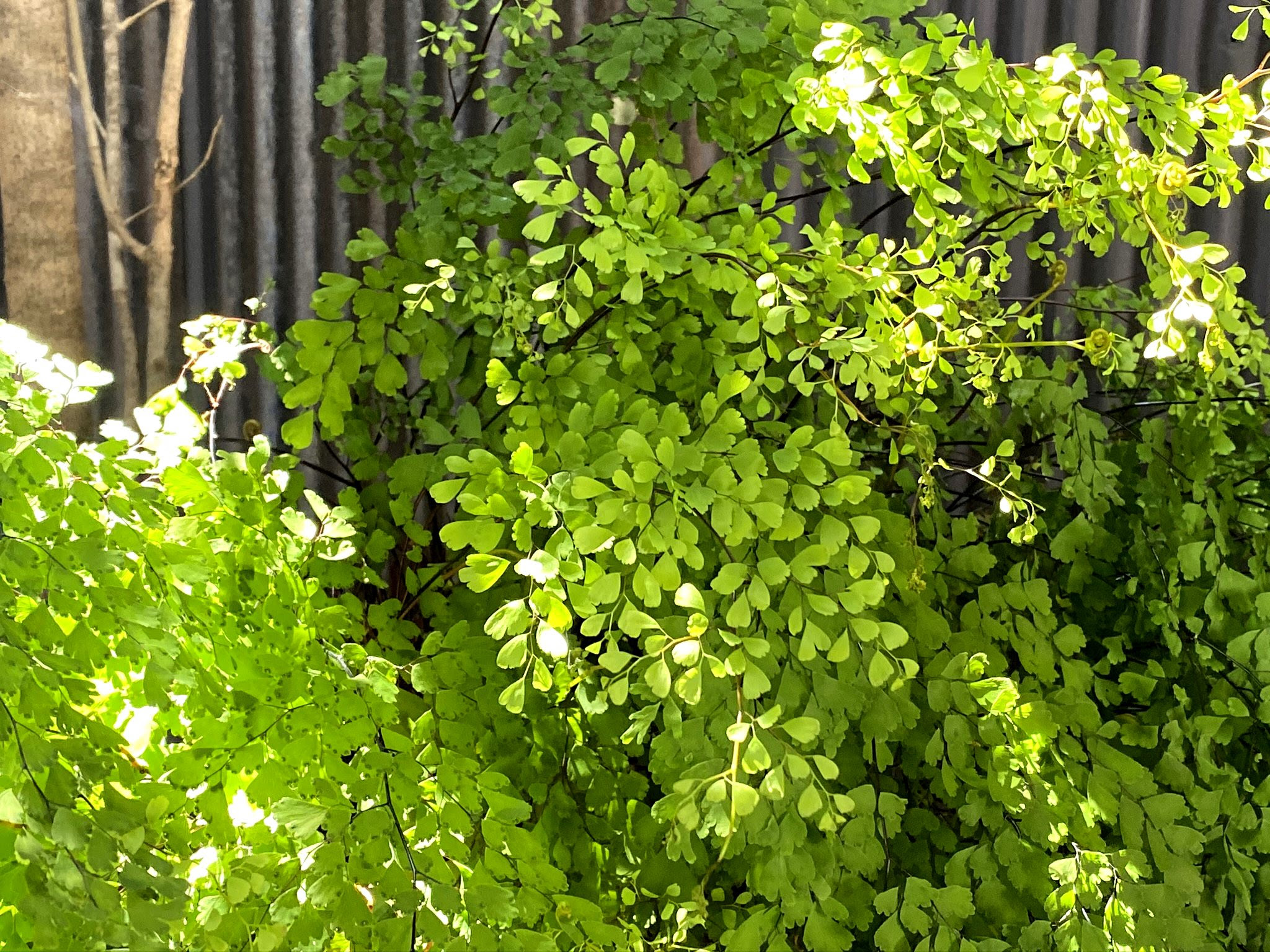 高嶺のみどり 広島 注文住宅 旭工務店