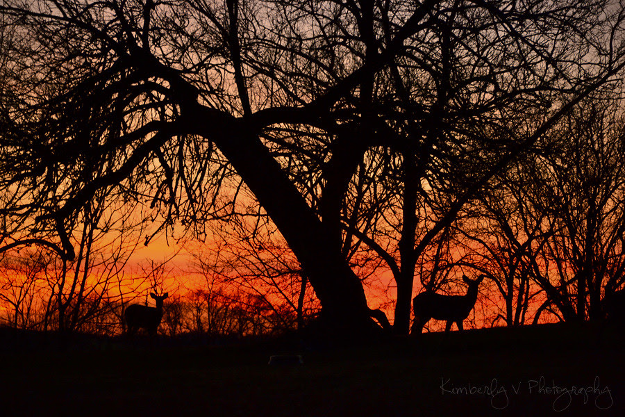 Sunset silhouette
