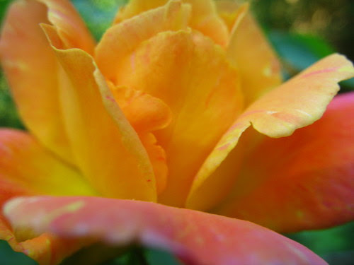 1todayflowrs7914