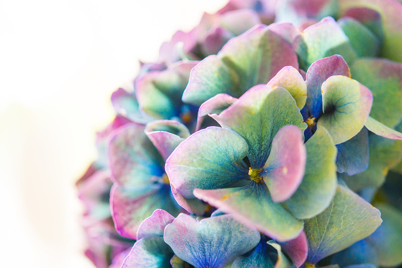 hortensia_blue-8