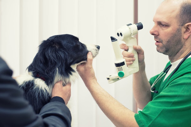 犬の目やにの原因と取り方 ドッグフード博士