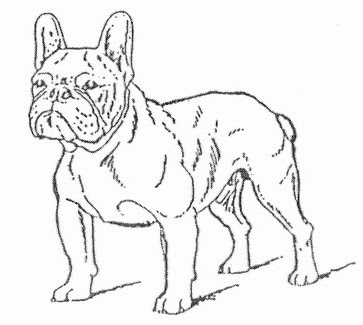 Download French Bulldogs And Puppies - Free Coloring Pages