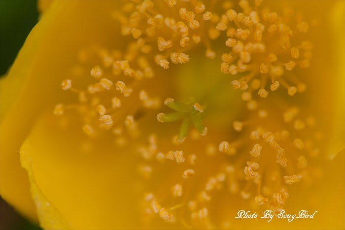 カポックの花が咲いた さきたまの自然日記