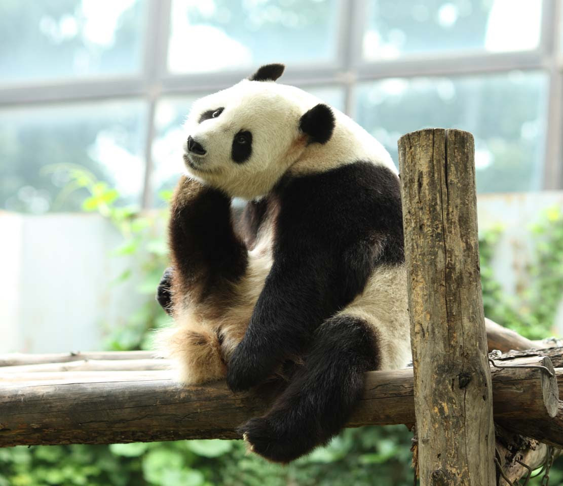 ゆんフリー写真素材集 No 7933 ジャイアントパンダ 中国 北京
