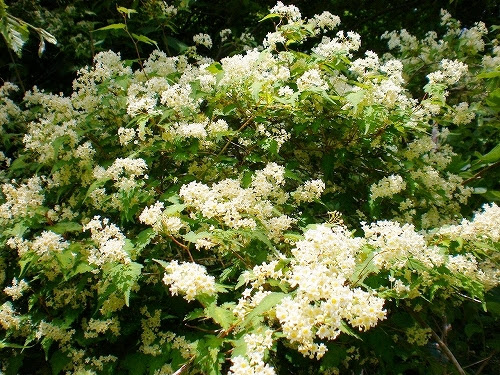 ６月の花 白い花 南三陸滝見隊