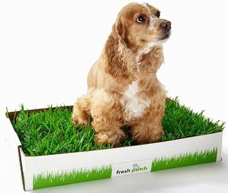 ... potty systems with real turf grass the company is called fresh potty