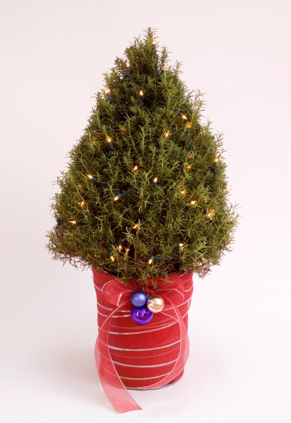 Rosemary Tree