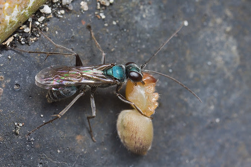 wasp with spider prey IMG_9491 copy