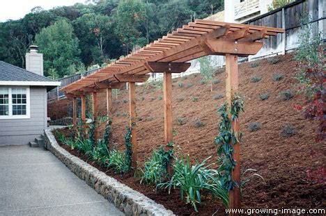 diy homemade structures plant vines trellis arbor