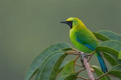 Cucak jenggot untuk masteran segala jenis burung kicau pilihan untuk para juara nomer satu #cucakjenggotmbeset #cucakjenggotgacor #masterancucakjenggot 5 Jenis Burung Cucak Ijo Paling Gacor dan Populer di