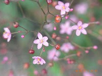 １０月３日の誕生花 ハゼラン 爆蘭 の花言葉 永遠にあなたのもの 午後３時に咲くサンジノキコウシ 三時の貴公子 の 真心 弥生おばさんのガーデニングノート 花と緑の365日 楽天ブログ
