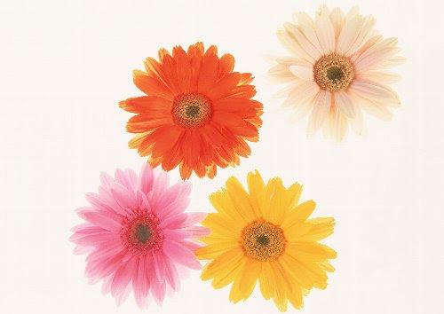 希望の花言葉 花言葉事典