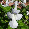 第607回花謎擂台解答番茄 | iGarden花寶愛花園