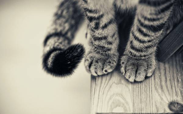 すべての美しい花の画像 新鮮なかっこいい 猫 壁紙 おしゃれ