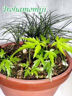うさんぽまめ 花紀行種から イロハモミジ