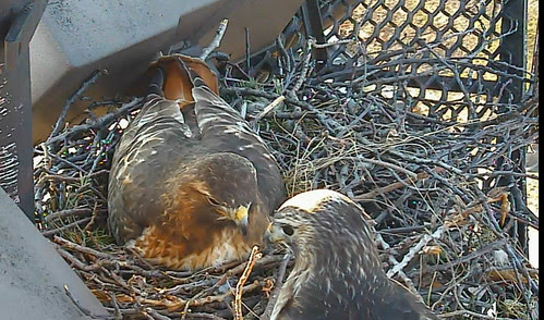 Red-tailed Hawk