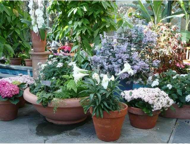 WILDFLOWER GARDEN PLANTER - WILD FLOWERS