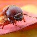invasive species, invasivore, ecological balance, exotic species, foodie, weird foods, eradication by mastication