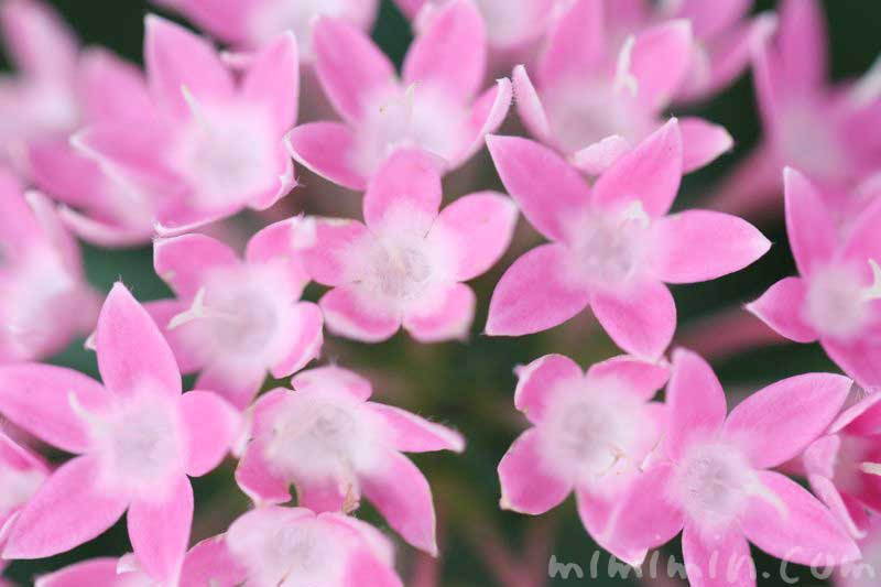 ペンタスの花言葉 花言葉の由来 ペンタスの写真 みみみんブログ