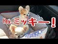 画像をダウンロード かわいい チワワ ミッキー マウス カット 792872