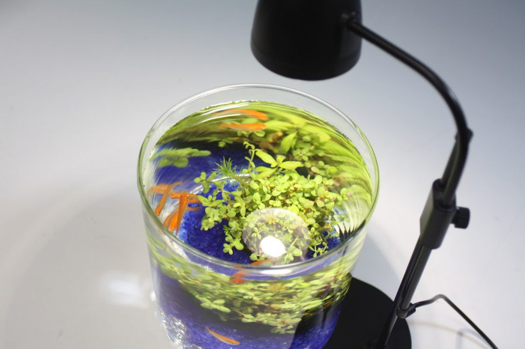 酸素の出る石で小さな水槽を始めませんか 熱帯魚 アクアリウム情報マガジン