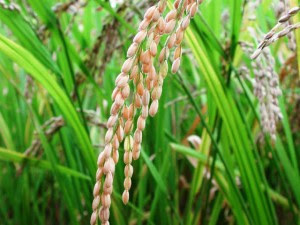 Entre las investigaciones del INTA está una nueva variedad de arroz.CRH