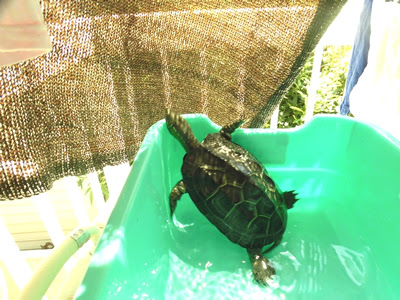 カメは暑さに弱い 熱中症対策をして夏を乗り切ろう わんにゃんうぇぶ ペットと一緒に暮らせる住まいが もっと身近になるように 住まいをよく知る不動産広告会社が所沢から発信