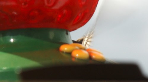 Ruby-throated hummingbird (8)