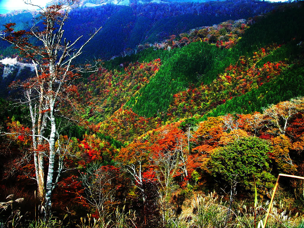 高野龍神スカイラインの紅葉の特徴