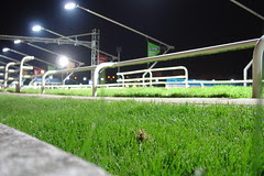 Greyhound Racing #10