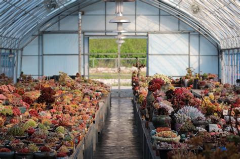 essential guide growing happy healthy succulents