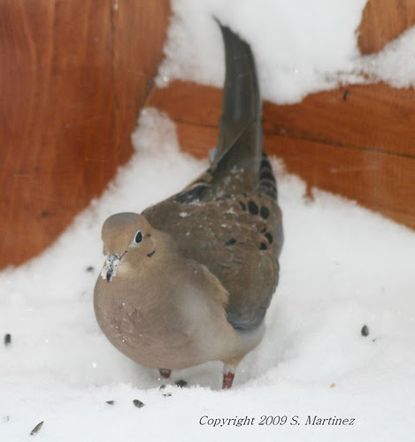 snow on his beak