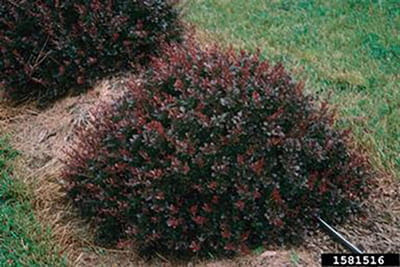 JapaneseBarberry1_517381_7