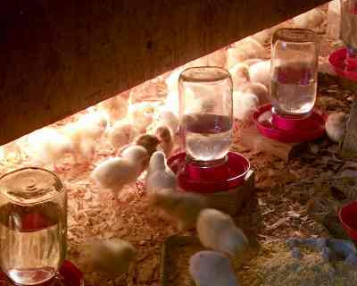 Baby Chick Brooder Box
