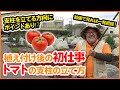 [新しいコレクション] 園芸 トマト 支柱 516137