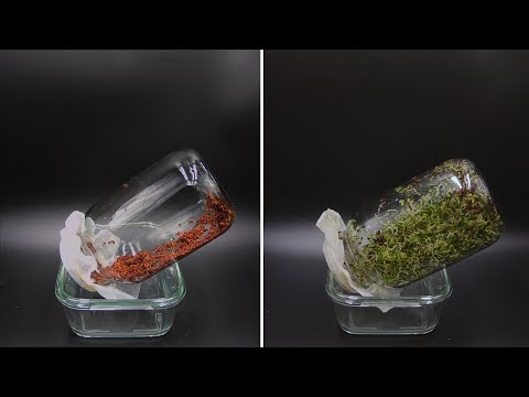 Growing Broccoli Sprouts in a Jar Time Lapse