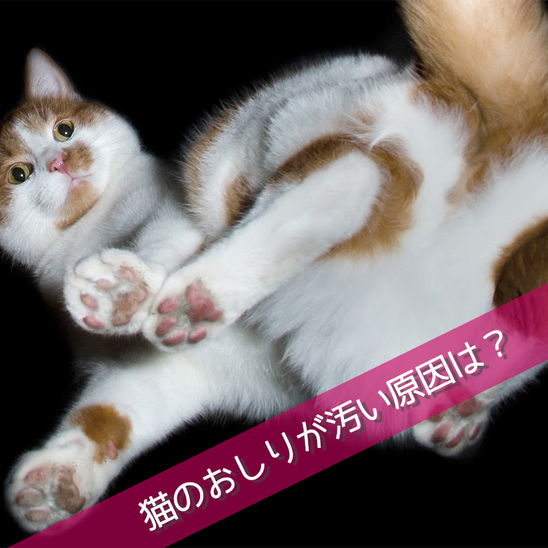 猫のおしりが汚い原因は 下痢うんちの拭き方や肛門腺絞りの方法について