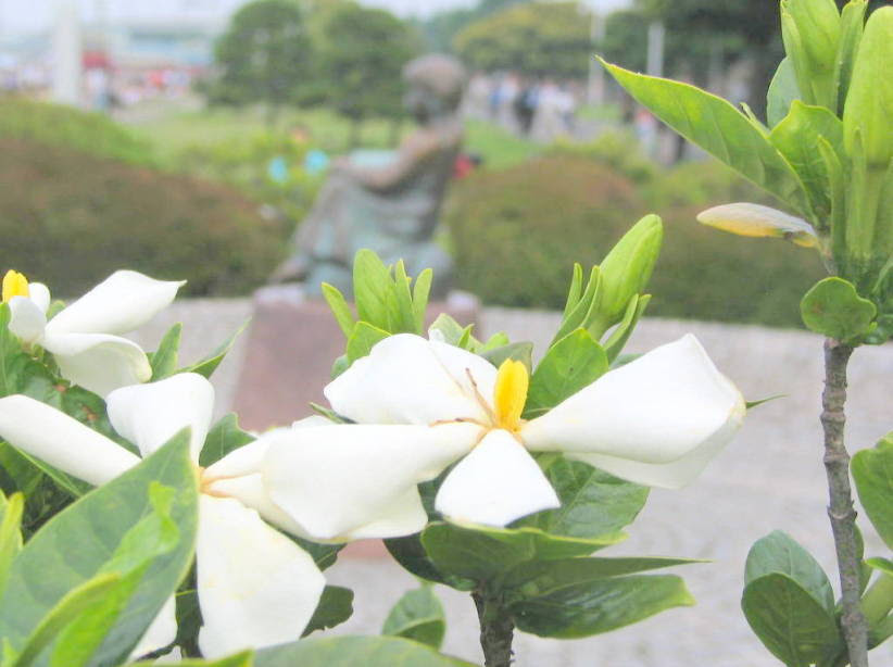 白色の花図鑑