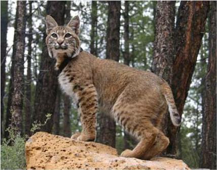 Saat berburu mangsa, kucing hutan sering menyendiri dan lebih suka menghindari kawasan permukiman. 