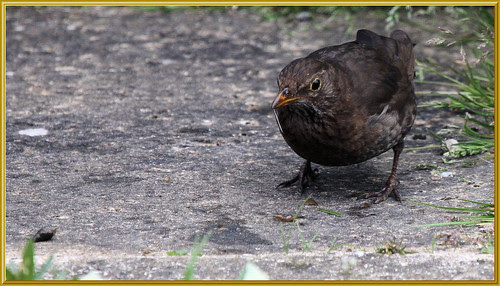 Blackbird and Pond Snail