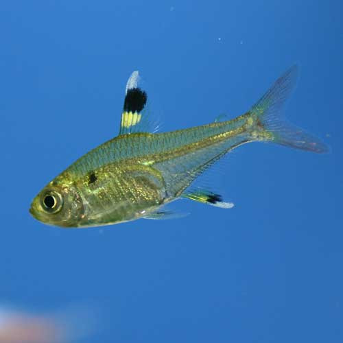 熱帯魚のご紹介 熱帯魚ショップトロピランド