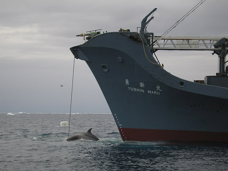 File:AustralianCustoms-WhalingInTheSouthernOcean 2.jpg