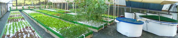 The Cost of Commercial Aquaponics | Ecofilms
