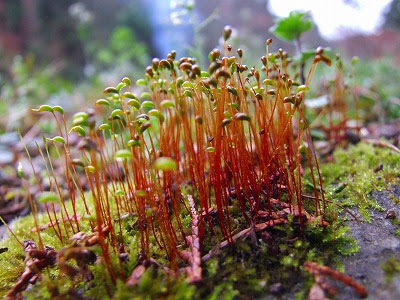 ６０歳からの山里暮らし 苔の花咲く