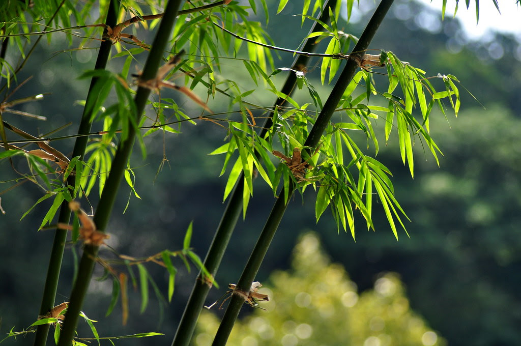 Painting Bamboo 竹画 ...